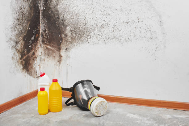 Best Basement Mold Remediation in West Baraboo, WI