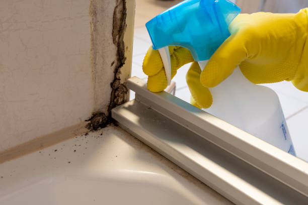 Best Insurance-Related Mold Remediation in West Baraboo, WI