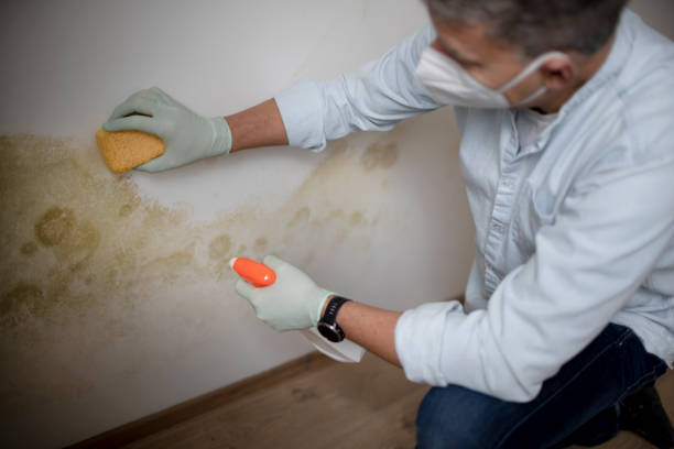 Best Commercial Mold Remediation in West Baraboo, WI
