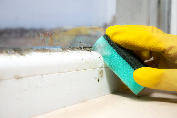 Best Crawl Space Mold Remediation in West Baraboo, WI