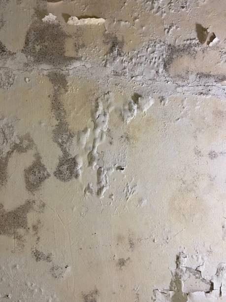 Best Localized Mold Remediation (e.g., coastal areas, humid climates) in West Baraboo, WI