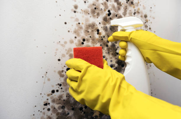 Best HVAC Mold Remediation in West Baraboo, WI